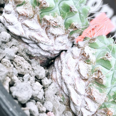 strombocactus 白棘菊水　w-he'd株《M size》激希少‼︎現地球発根後店主国内管理12年株※希少性&美しい樹形balanceな堪らない装い‼︎※mad black pot植え