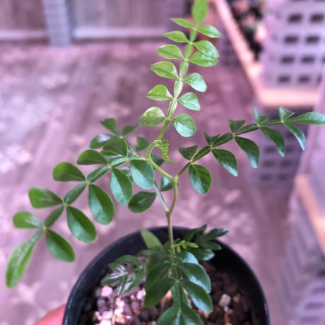 opercullicarya  pachypus《実生一年半株》