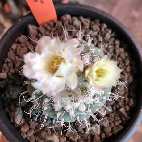 strombocactus 白棘菊水《M size》激希少‼︎現地球発根済株※店主国内管理9年株※激希少株の上、極美白棘菊水‼︎堪らない唯一無二感※mad black bowl pot植え