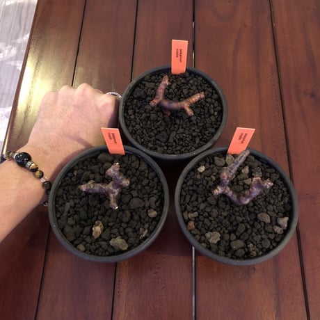 pelargonium  mirabile《S size》※限定3株 　誰もが愛おしく堪らないと感じる冬型の人気者‼︎　※mad black bowl pot植え‼︎