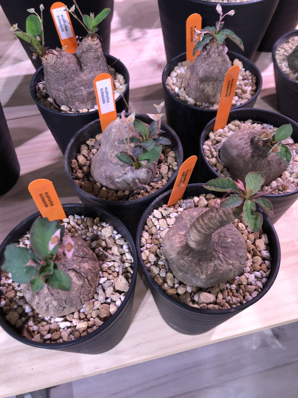 euphorbia subapoda《M size》 | plants holic euphorbia subapoda《M size》 | plants holic