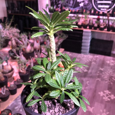 希少 dorstenia   gigas《大きめM size》littmon  seed🌱5年株※17本枝を出しぼってり株元＆良樹形balanceの将来有望ギガス※mad black pot植え