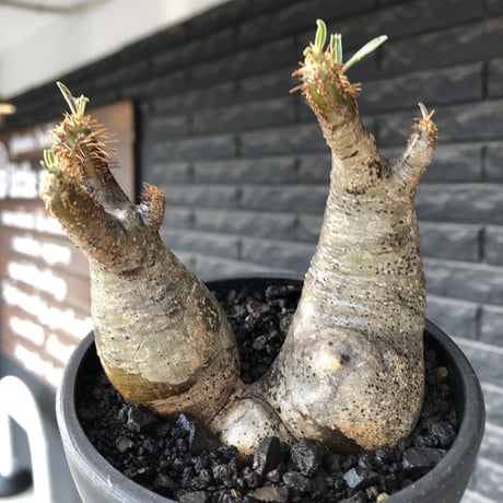 pachypodium gracilius《小さめM size》w-he'd株※現地球発根後店主国内管理4年株※丸みも強く愛くるしさ満点の良balance株※mad black pot植え