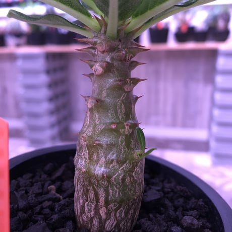 packypodium  windsori i《S size》 発根済み株 ※（限定①株）  ※mad  black  pot植え