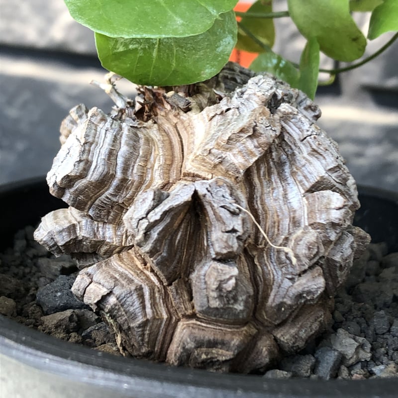 dioscorea elephantipes アフリカ亀甲竜《小さめM size》※現地球発根...