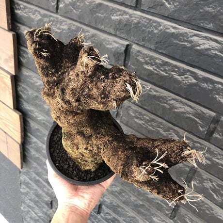 xerophyta  trichophylla《S size》※現地球発根済株※驚愕強靭株※幹太め&限りなくweightはlow‼︎ボコボコ感強きwildな一株※mad black pot植え