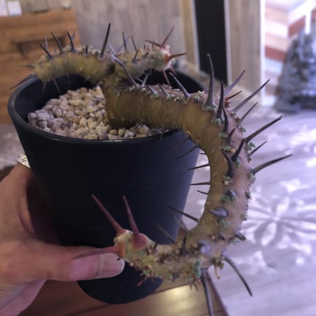 sarcocaulon  herrei（M size）
