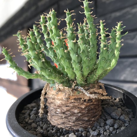 euphorbia gorgonis《M size》※現地球発根後店主国内管理3年株※人気🐙タコもの‼︎美多肉質葉&木質wild塊根の二面性が魅力※mad  black  pot植え
