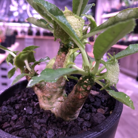 dorstenia   lavrani《M size》希少‼︎ 五本の良き枝振りbalance株 ※mad  black  pot植え
