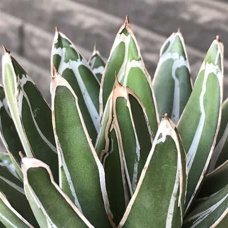 agave  笹の雪《L size》※現地球発根後店主国内管理3年株※big且つ締まり良きbalanceも美しい良樹形※blackプラ鉢植え