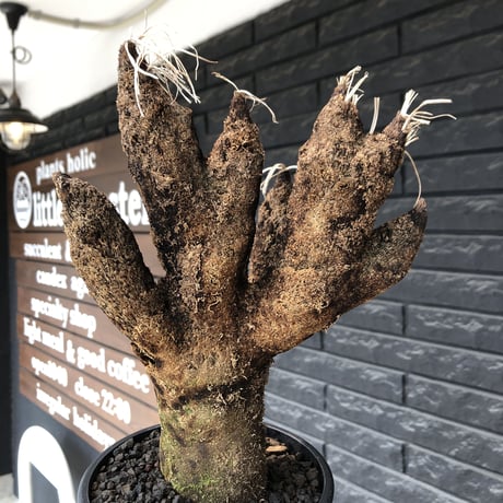 xerophyta  trichophylla《S size》※現地球発根後店主国内管理2年株※驚愕強靭株※枝振り良くweight低く堪らなくかわいい小振りサイズ※mad black pot植え