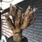 xerophyta  trichophylla《S size》※現地球発根後店主国内管理2年株※驚愕強靭株※枝振り良くweight低く堪らなくかわいい小振りサイズ※mad black pot植え