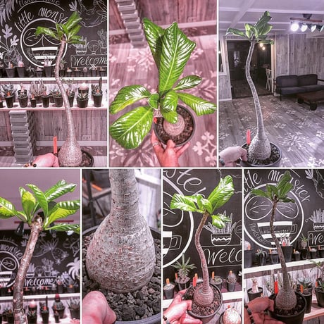 packypodium  decaryi《L size》店主管理9年株 ※mad black pot植え