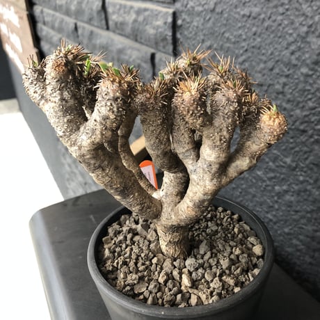 euphorbia    guillauminiana《L  size》