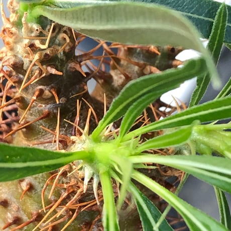 pachypodium gracilius《大きめS size》※現地球株発根済※可愛さだけでは終わらない!green肌＆現地焼けに横筋の強さも堪らない一株※black bowl pot植え
