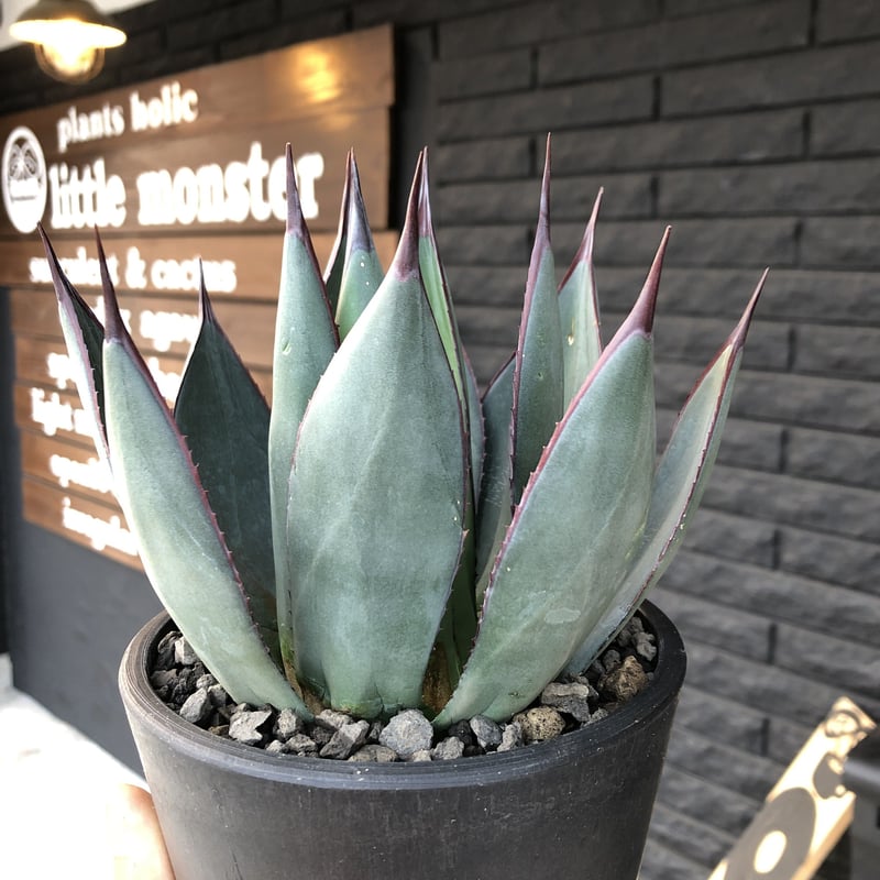 アガベ　ブルーエンバー　w40cmオーバー アガベ ブルーエンバー w40cmオーバー - メルカリ