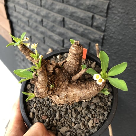 euphorbia    itremensis《M size》おススメ株‼︎   mad  black  pot植え