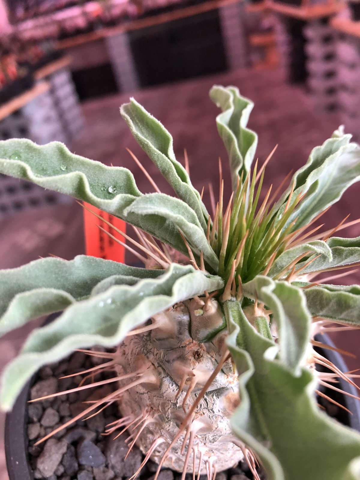 packypodium namaquanum 光堂《L size》littmon seed🌱 packypodium namaquanum 光堂《L size》littmon seed🌱