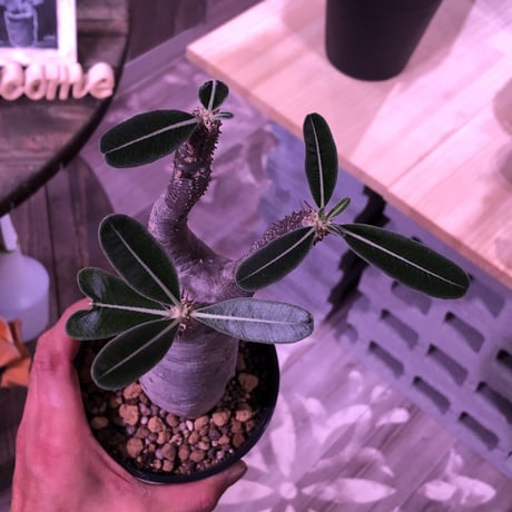 packypodium  roslatum  var.  cactipes《L size》