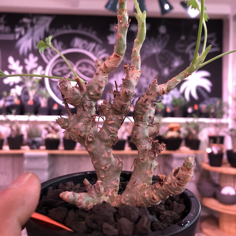 塊根植物・コーデックス Pelargonium crithmifolium Pelargonium crithmifolium