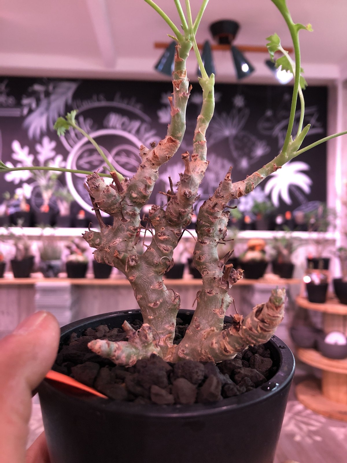 塊根植物・コーデックス Pelargonium crithmifolium Pelargonium crithmifolium 【発根済み】 〈幹幅3.6cm〉 |