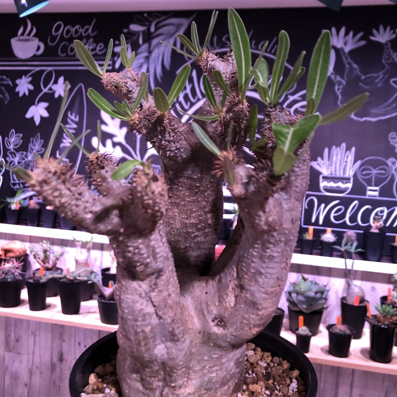 パキポディウム イノピナツム　発根済み　大きめ パキポディウムイノピナツム | STORES