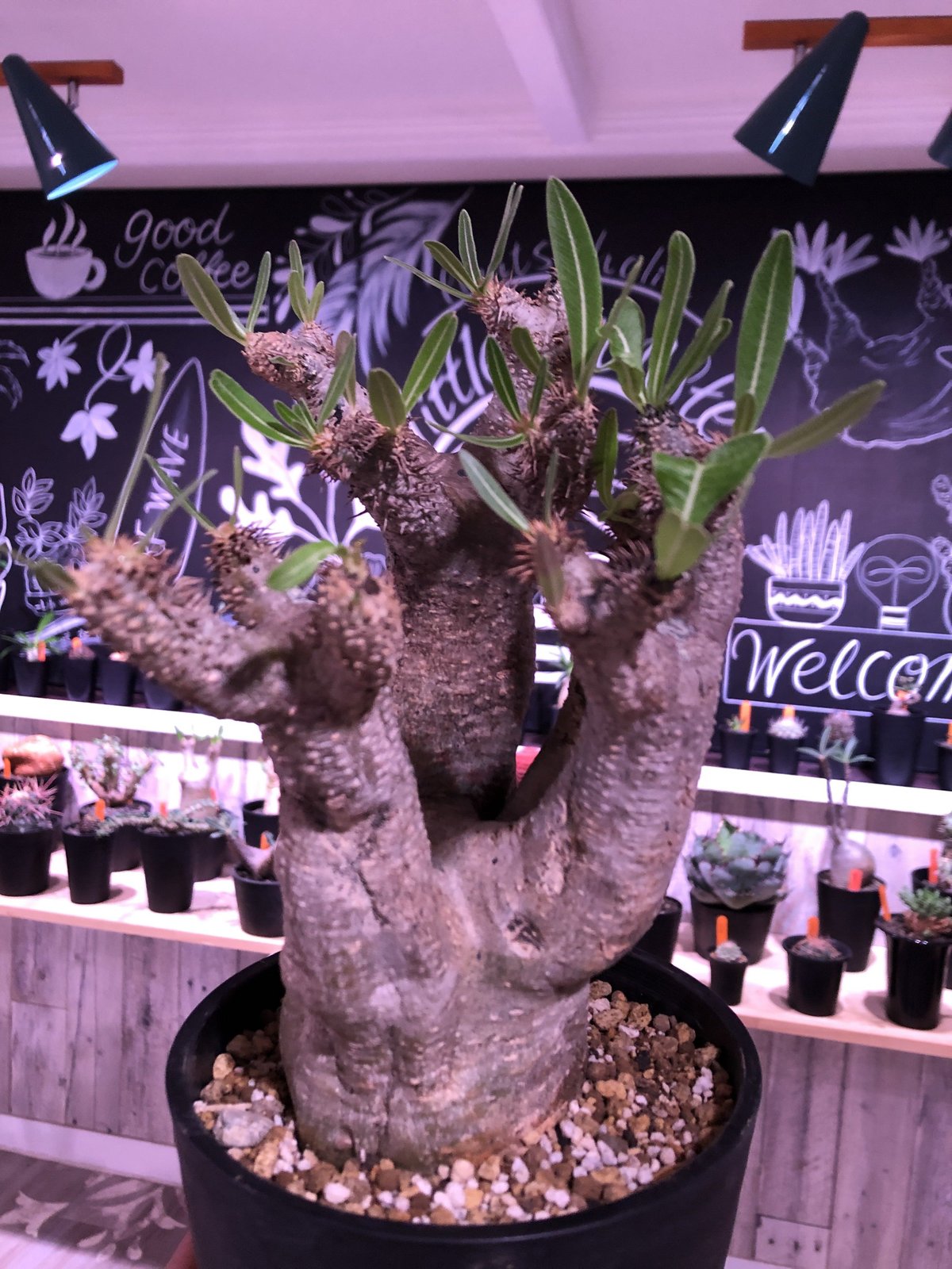 発根済株】パキポディウムイノピナツム大きめサイズ