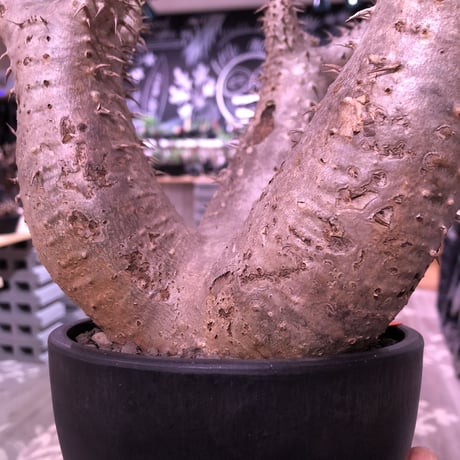 packypodium  horombense《L size》店主国内管理7年株※現地球発根済株‼︎ ※極太株元にカフェオレcolorのバランス良き美株‼︎※mad black bowl pot植え
