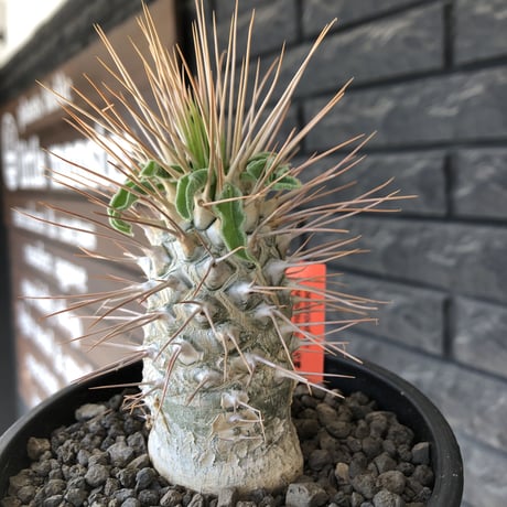 pachypodium  namaquanum 光堂《L size》littmon seed🌱※激希少‼︎ぼってり大きめ光堂‼︎時間かけ大切に育てた渾身の一株※mad  black pot植え