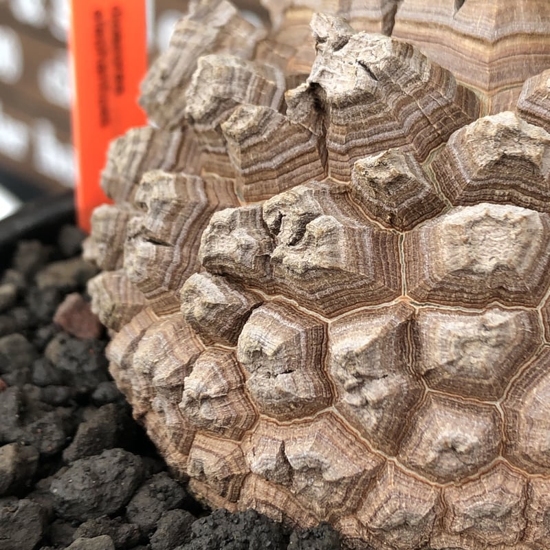 GIRUVI Dioscorea Elephantipes 亀甲竜 dioscorea elephantipes アフリカ亀甲竜《大きめL size》※今後