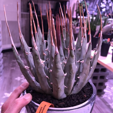 agave    utaensis  var, eborispina《L L size》※驚愕極美株※抜群にwild且つ美しいエボリスピナ‼︎※mad black marble bowl pot植え