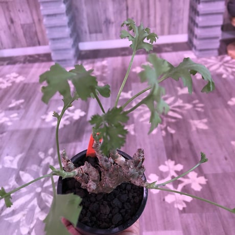 pelargonium   crithmifolium《S size》※塊根部分から芽吹き年々樹形がボコボコと変化していく楽しみな冬型‼︎ ※mad black pot植え