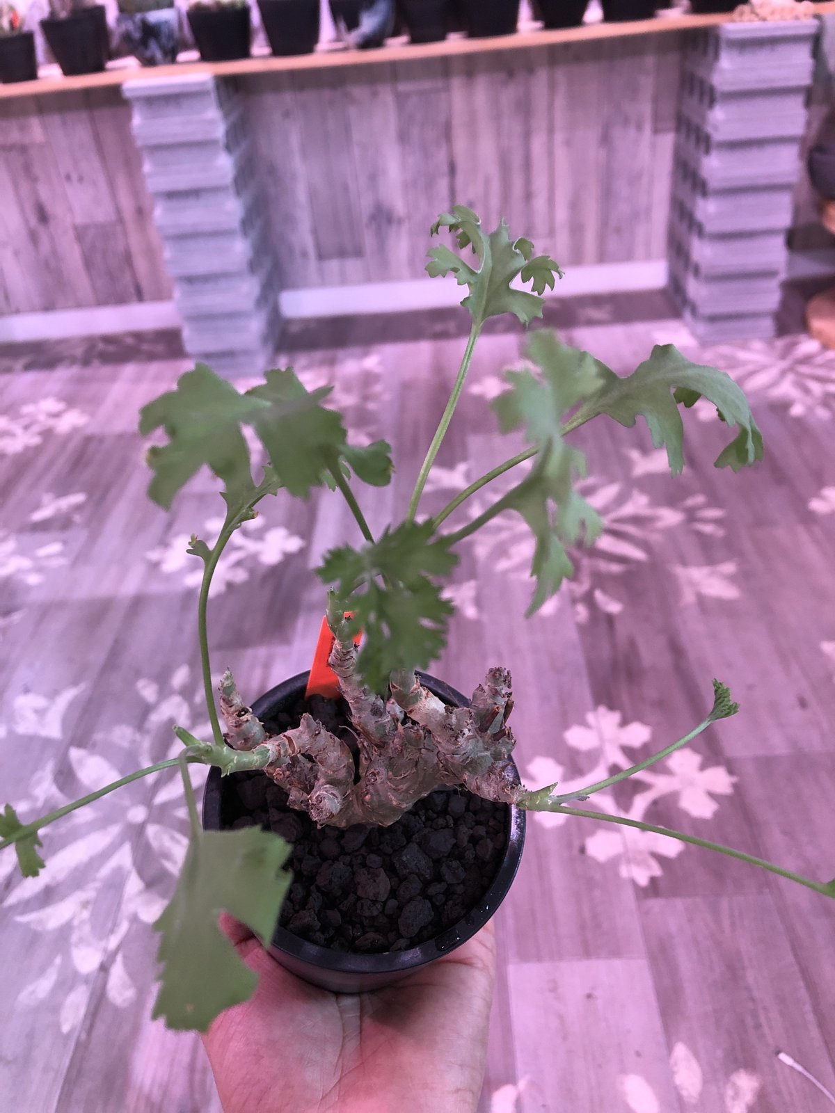 pelargonium crithmifolium《S size》※塊根部分から芽吹き年々