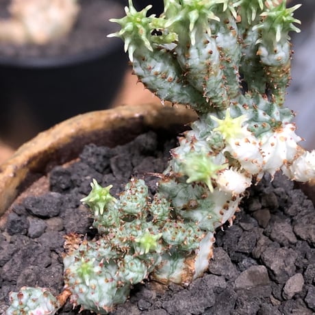 euphorbia mammillaris variegata 群生株《L size》※現地球株発根済※小型種ながらどっしり構えで主幹は太く‼︎更には斑入りのバランス良き一株‼︎※信楽陶器鉢植え
