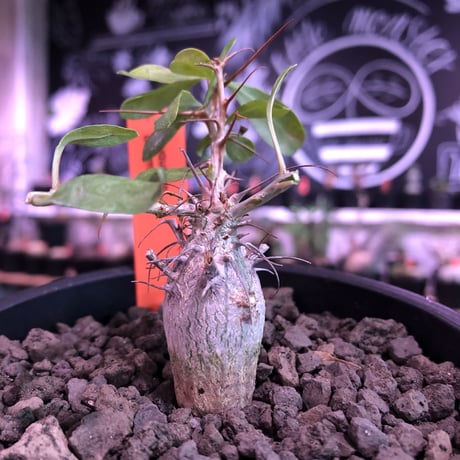 fouquieria columnaris 観峰玉《S size》※現地球発根済株※美しい白肌に小振りでもぼってり樹形な冬の人気者※mad black pot植え