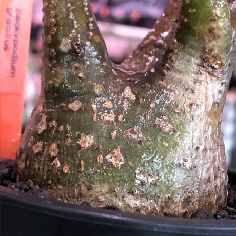 pachypodium  gracilius《小さめM size》※現地球発根済株※店主国内管理3年株※まるでフグの様な柄を持つ丁度良きサイズ感のグラキ※mad black pot植え