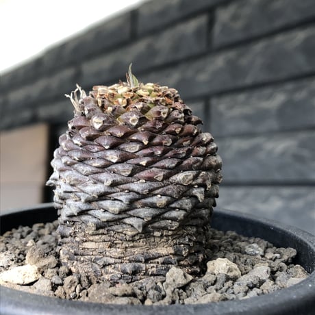euphorbia bupleurifolia《M size 》※まん丸球体株※現地球発根後店主国内管理5年株※ボコボコ肌にまん丸球体感が堪らない一株※mad black pot植え