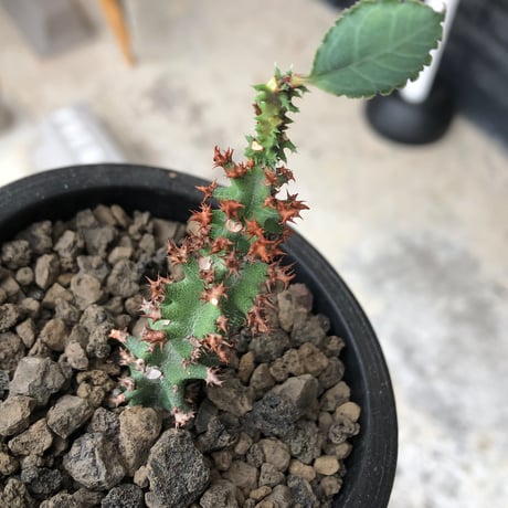 euphorbia magnifica《S size》※現地球株発根済※小振りコンパクトでかわいいながら枝ぶりなど今後の変化も楽しみな一株※black pot植え