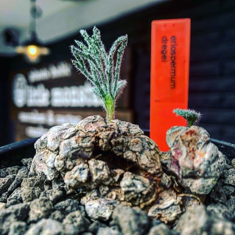 eriospermum dregei《LL size》驚愕‼︎冬型激希少種※現地球発根済株※まず出回らない現地球株‼︎唯一無二ビッグサイズ立体塊根＆極美しい葉※mad black bowl pot植え