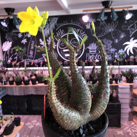 packypodium  gracilius《L size》希少4分頭株※現地球発根済株※店主国内管理3年株※極めて美しい肌質と最高樹形balance‼︎※mad black bowl pot植え