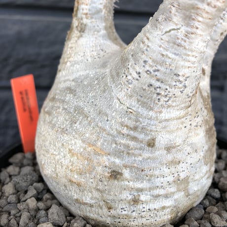 packypodium  gracilius  《大きめM size》 ※現地球  発根済み株   mad black pot植え  白く！丸い！