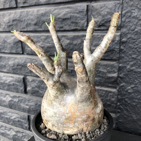 packypodium  gracilius《大きめL  size》※現地球発根済株※big球体且つ大変ウェイト低いぼってりグラキ‼︎選抜株※mad black pot植え