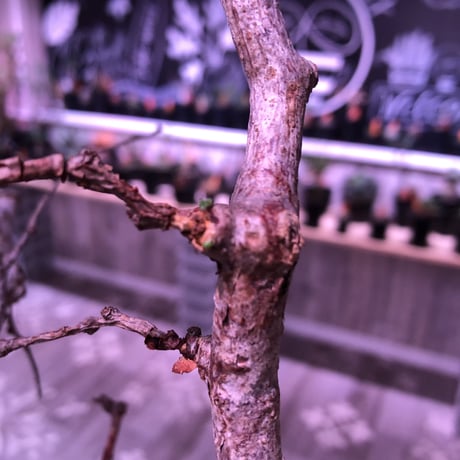 commiphora   monstrosa《 L size》芽吹き&発根済み株！