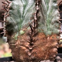 euphorbia horrida var.norveldensis《大きめS size》※現地球株発根済※激希少‼︎どっしり樹形にビンテージ感も強き渾身の一株‼︎※black bowl pot植え