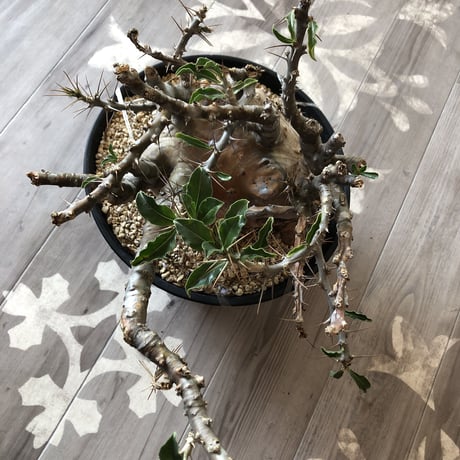 packypodium   saundersii（XL size）