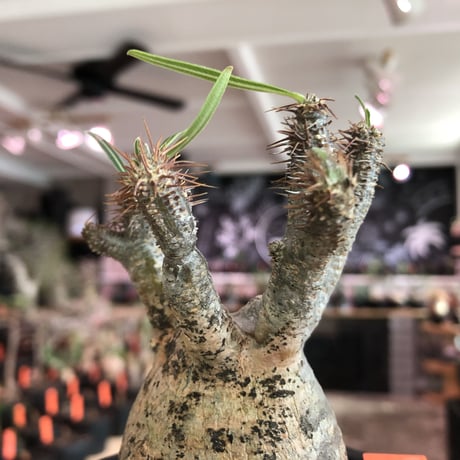 pachypodium  gracilius《S size》特化したピンクベージュ肌※現地球発根済株※店主国内管理2年株※ぼつてり樹形に枝振りよく何よりカラーも堪らない※mad black pot植え