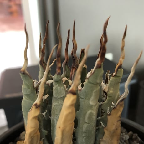 agave     utaensis  eborispina《S  size》