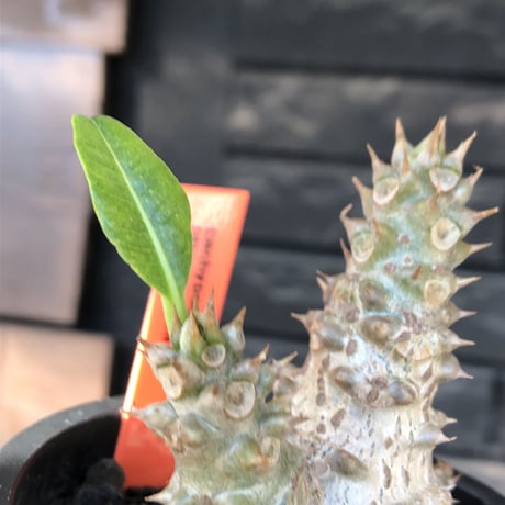 pachypodium windsorii《M size》※選抜littmon seed🌱※weight低き極ぼってり株元&枝振りも◎良樹形※mad black pot植え