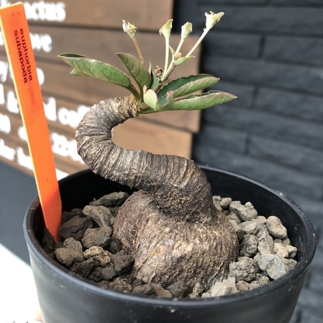 euphorbia   subapoda《S  size》特化した唸り& best balance株