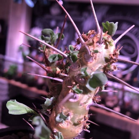 sarcocaulon crassicaule《  M  size》※現地球発根済株※店主国内管理3年株※赤強刺に縮れた葉と白花のギャップ萌えするwildな一株※mad black pot植え